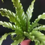 Large Tortoise Plant Bundle