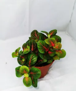 Large Tortoise Plant Bundle - Image 3
