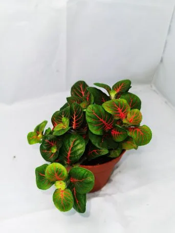 Large Tortoise Plant Bundle - Image 3