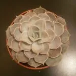 Alternative view of Large Tortoise Plant Bundle