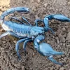 Heterometrus loaticus