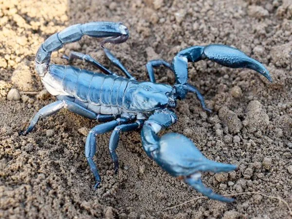 Heterometrus loaticus