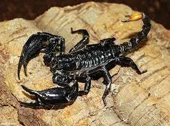 Heterometrus spinifer - Malaysian forest scorpion