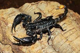Heterometrus spinifer - Malaysian forest scorpion