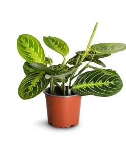 Maranta Lemon Lime