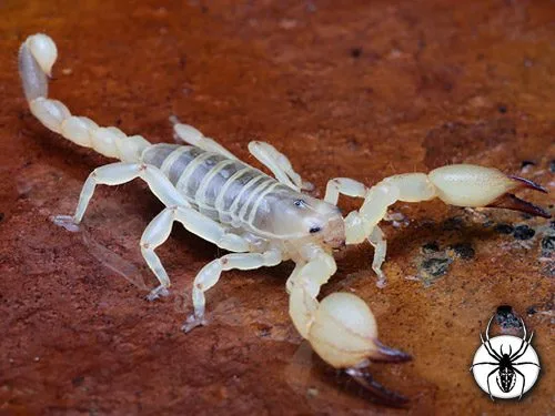 Scorpio maurus palmatus