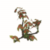 Hugo Tree Branch 36x16x58cm