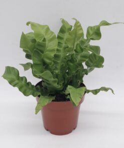 Asplenium Crispy Wave