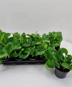 Epipremnum aureum Global Green