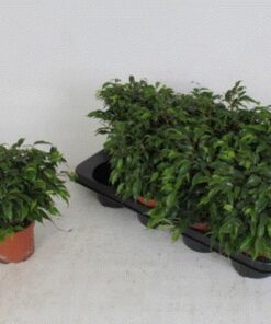 Ficus Kinky