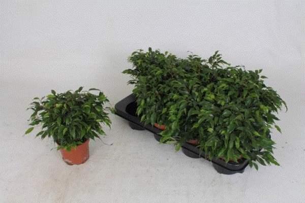 Ficus Kinky