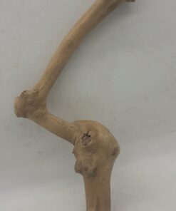 Java Wood - Single Stem - Medium 3