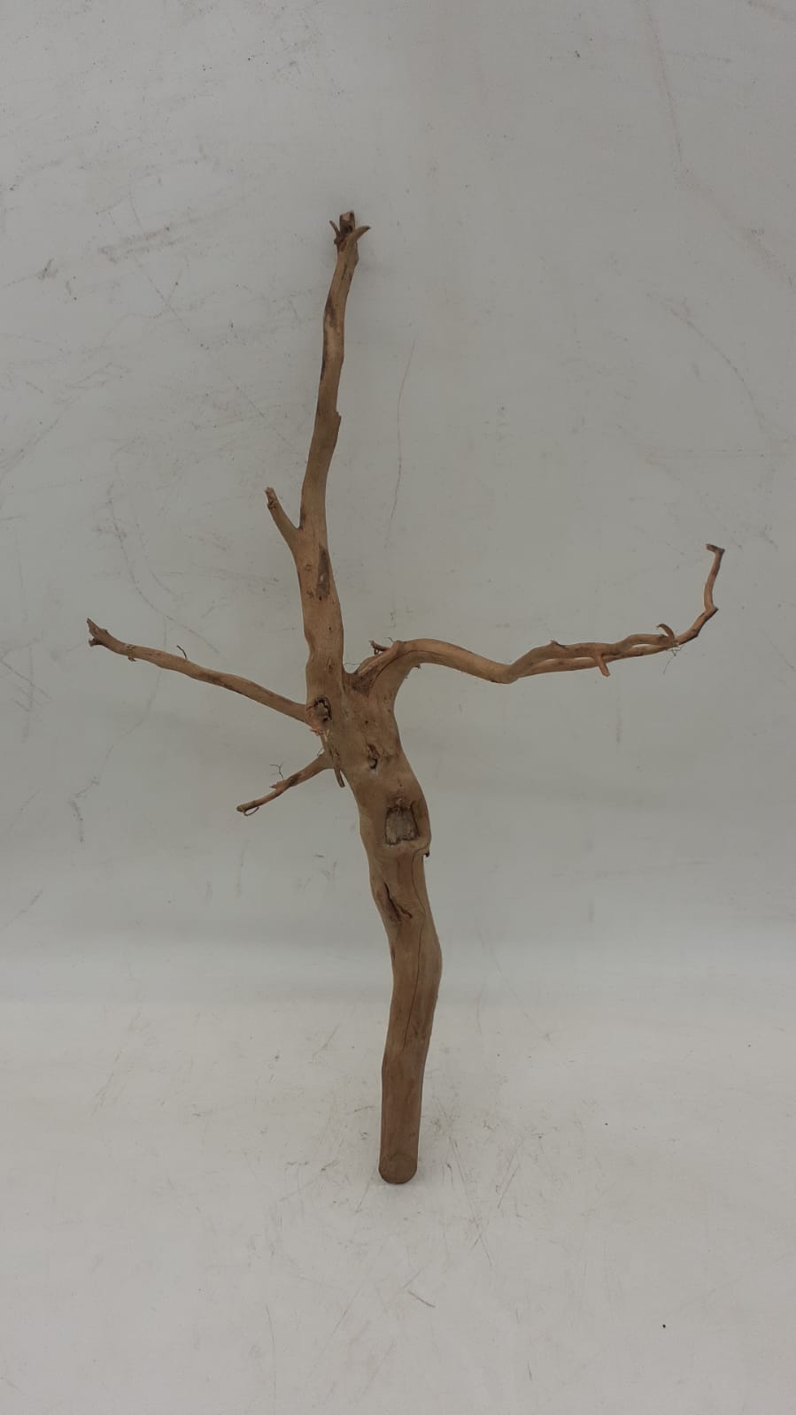 Spiderwood Small 8