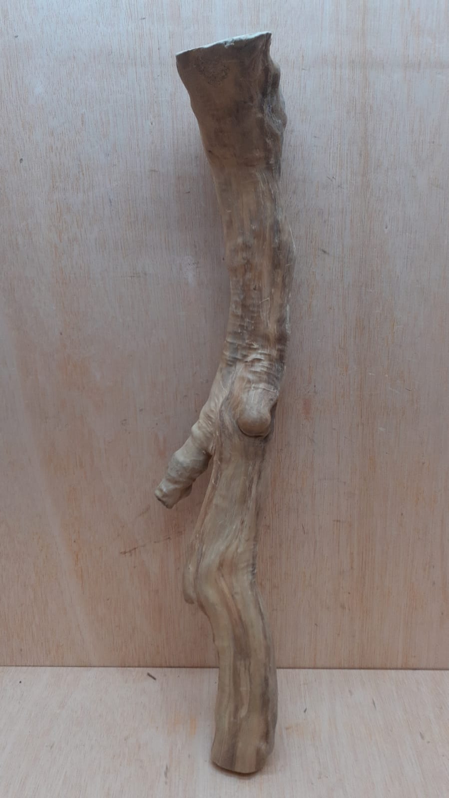 Java Wood - Single Stem - XL 8