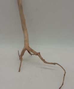 Spiderwood Small 10