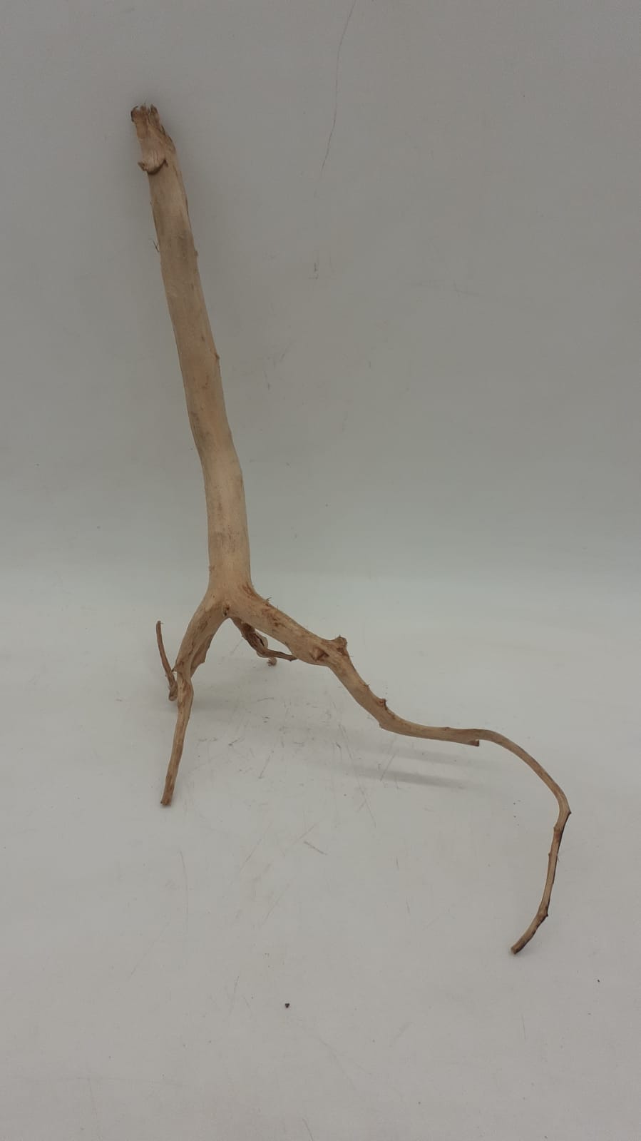 Spiderwood Small 10