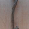 Java Wood - Single Stem - Medium 1