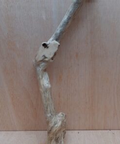 Java Wood - Single Stem - XL 1