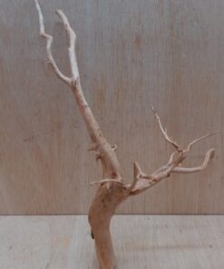 Spiderwood Large 10