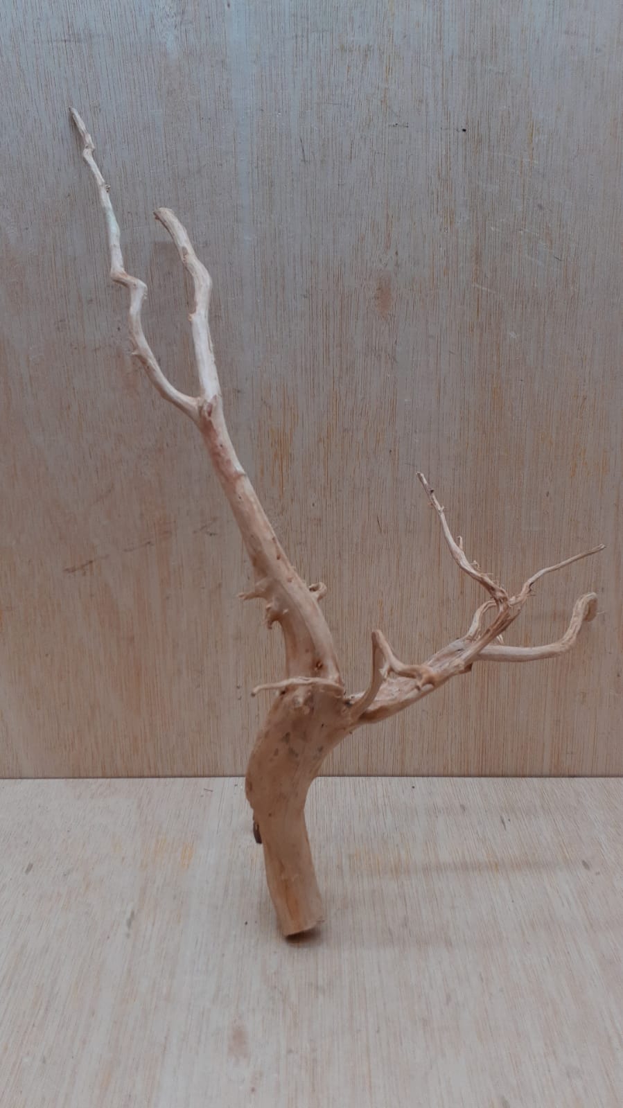 Spiderwood Large 10