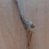 Java Wood - Single Stem - Medium 7