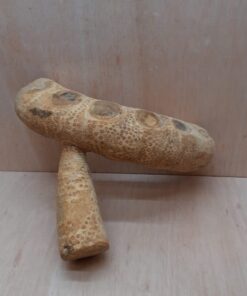 Bamboo Root - Medium - 5