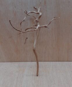 Spiderwood Small 2