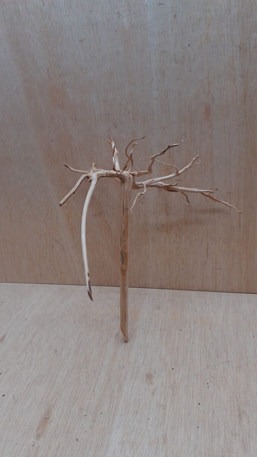 Spiderwood Small 3
