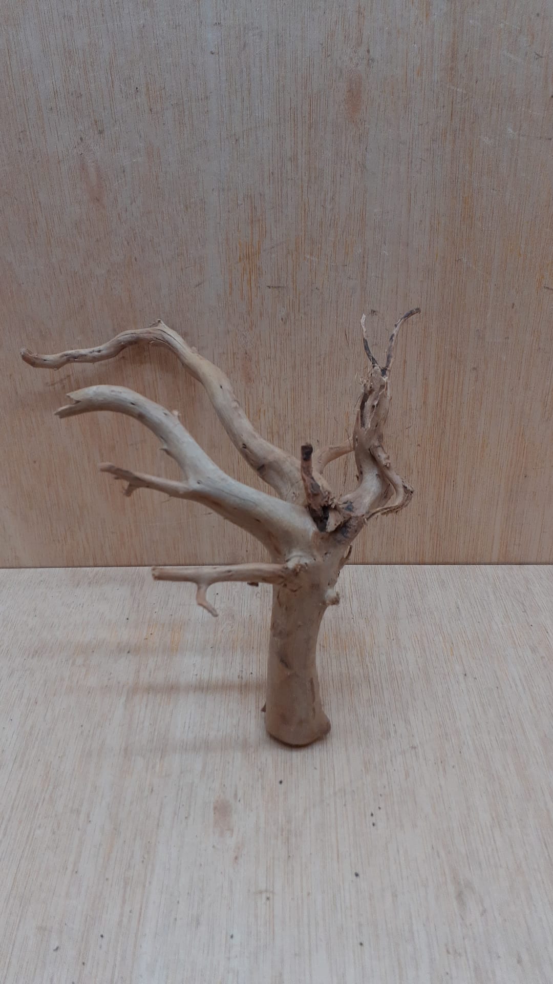 Spiderwood Small 4