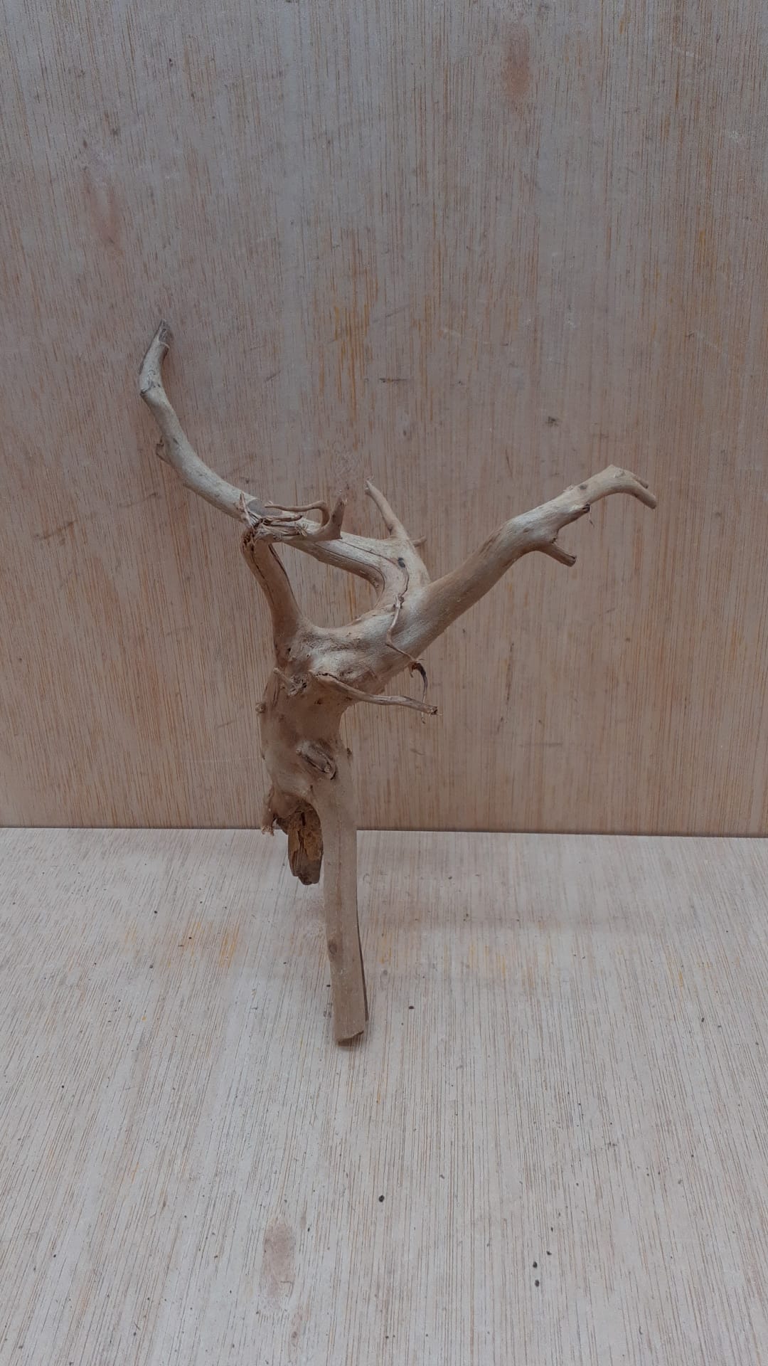 Spiderwood Small 6