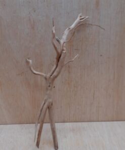 Spiderwood Small 7