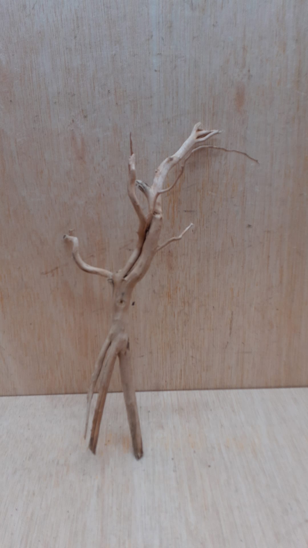 Spiderwood Small 7