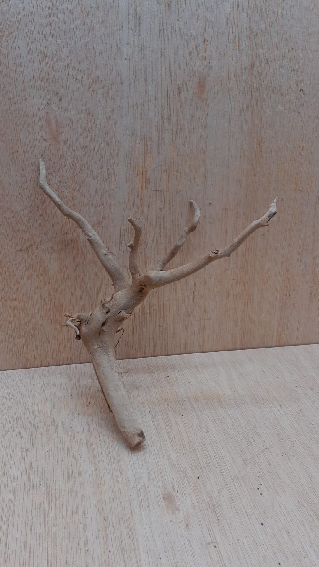 Spiderwood Small 9