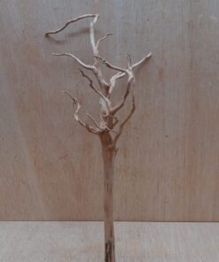 Spiderwood Medium 3