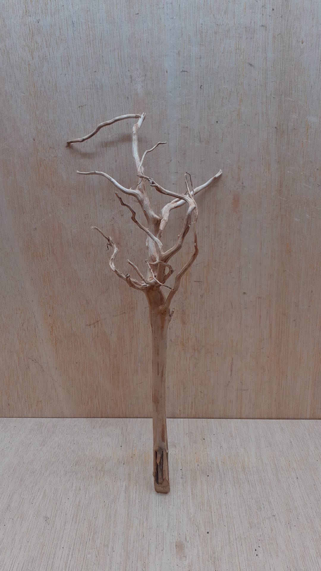 Spiderwood Medium 3