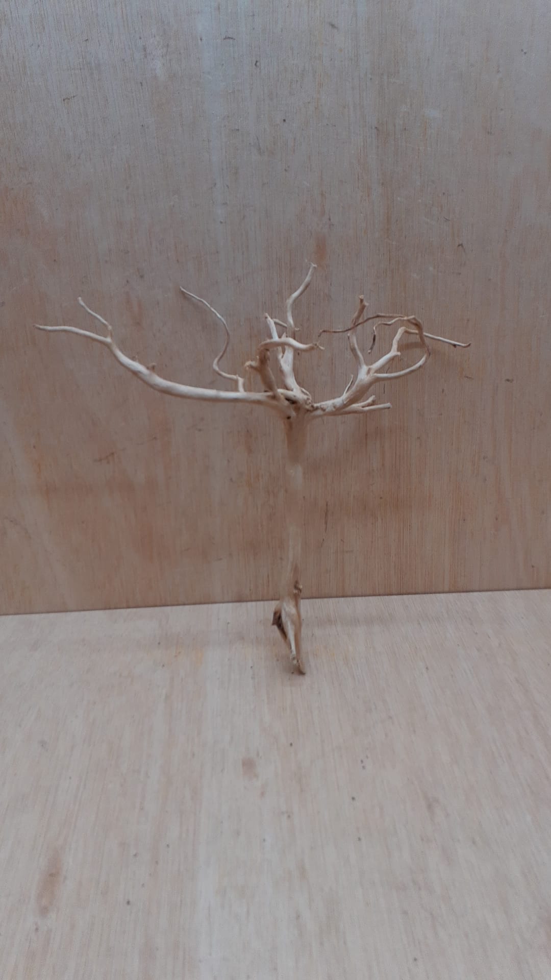 Spiderwood Medium 8