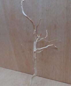 Spiderwood Large 4