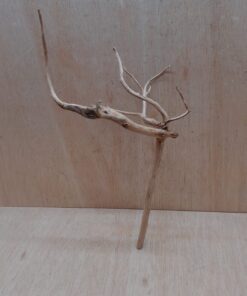 Spiderwood Large 1