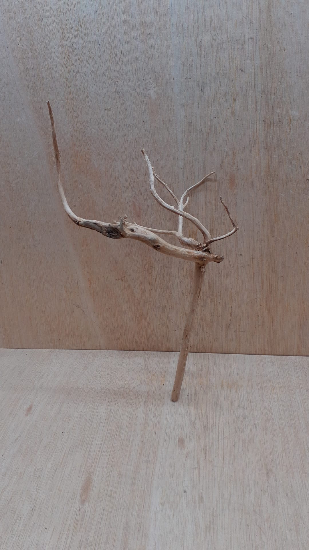 Spiderwood Large 1