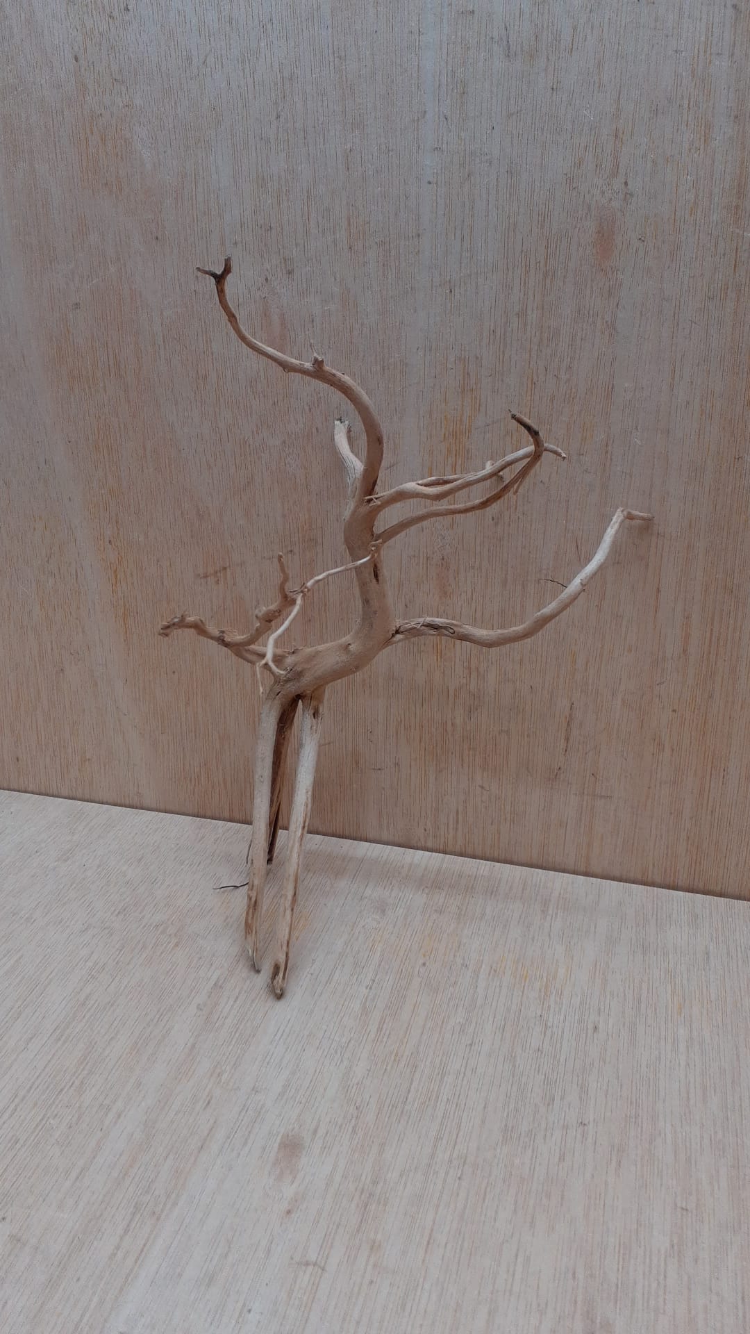 Spiderwood Small 5