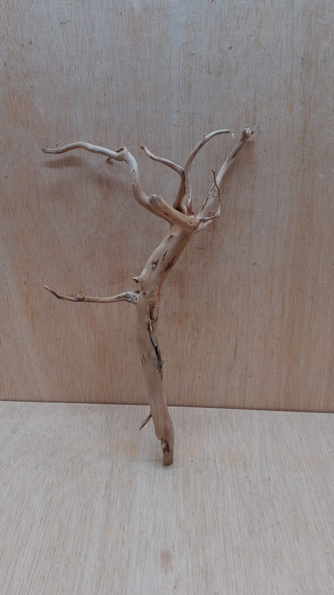 Spiderwood Medium 2