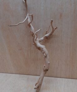 Spiderwood Medium 4