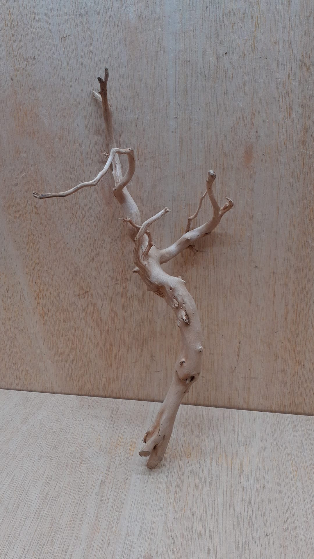 Spiderwood Medium 4