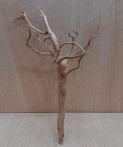 Spiderwood Medium 7