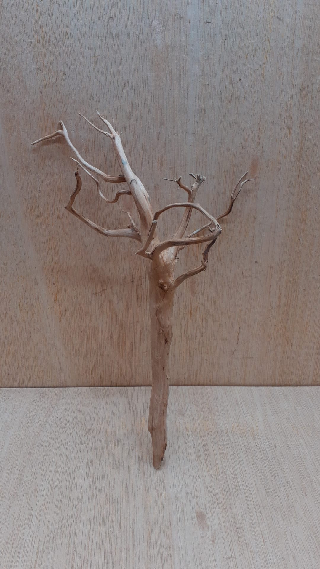 Spiderwood Medium 7
