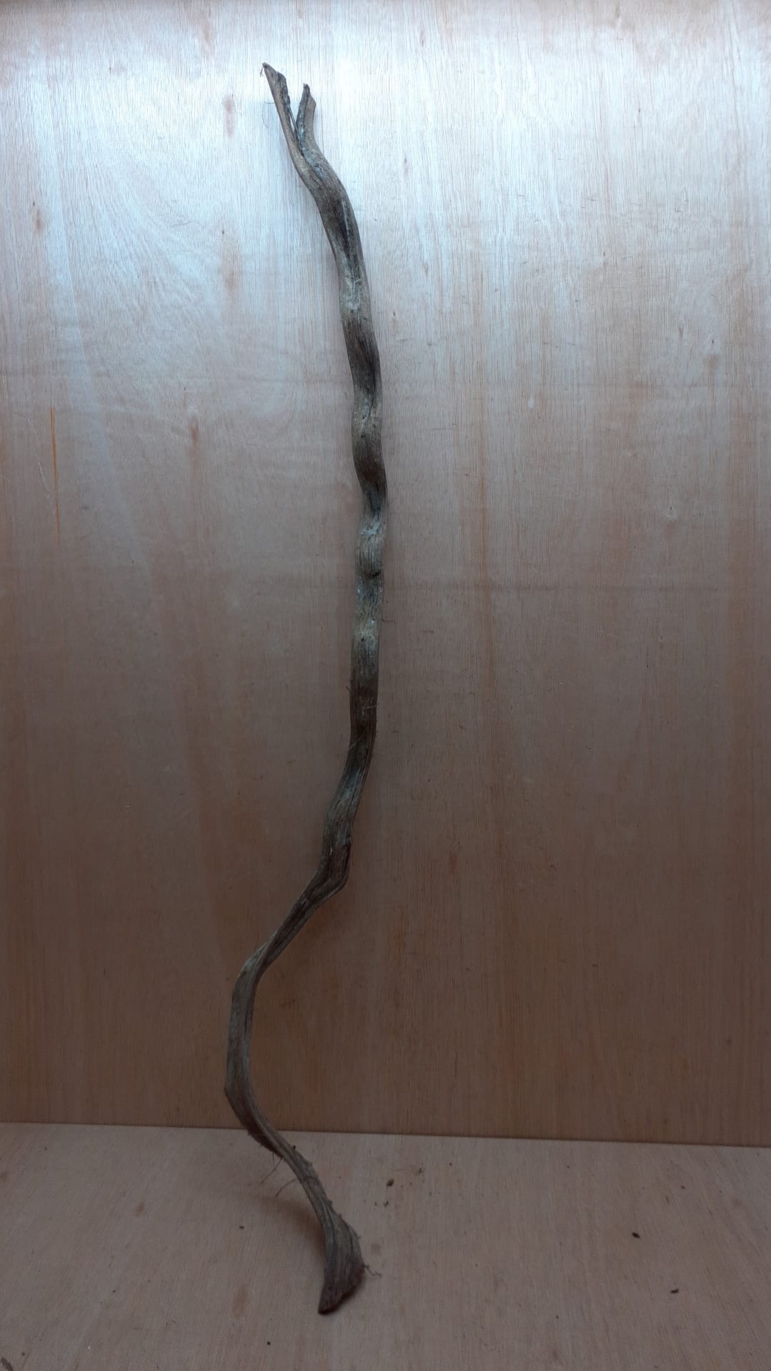 Monkey Ladder Liana - Long - 8