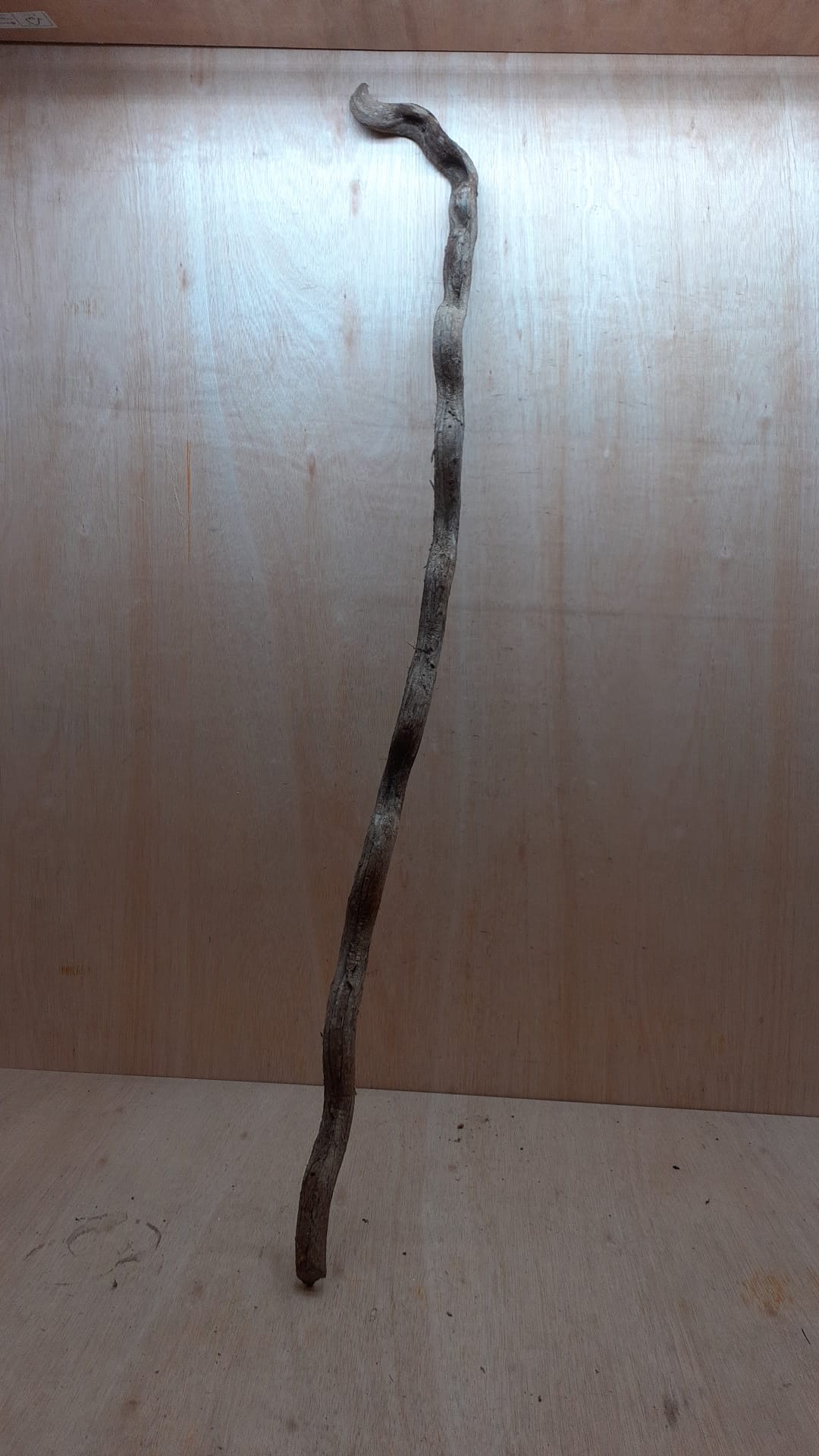 Curved Liana - Long - 6