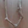 Java Wood - Double Stem - Large 6