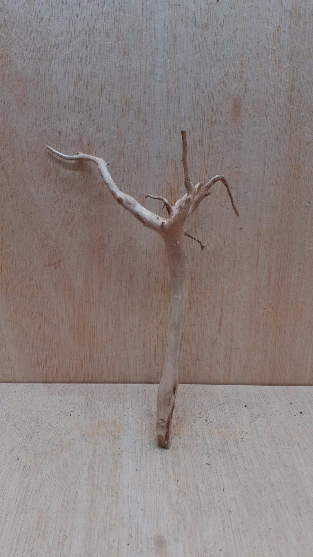 Spiderwood Small 1