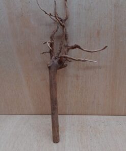 Spiderwood Medium 1
